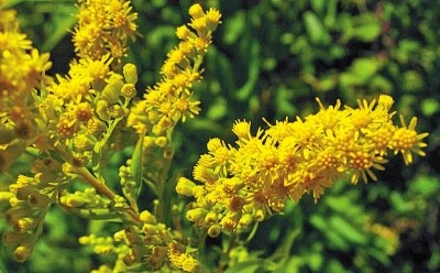加拿大一枝黃花危害，生態(tài)入侵與生態(tài)平衡的挑戰(zhàn)，加拿大一枝黃花危害，生態(tài)入侵與生態(tài)平衡的挑戰(zhàn)
