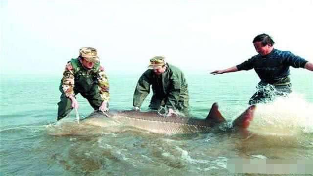 海賊王1028集免費(fèi)觀看，熱血冒險(xiǎn)的海洋之旅，海賊王，熱血冒險(xiǎn)海洋之旅1028集免費(fèi)觀看