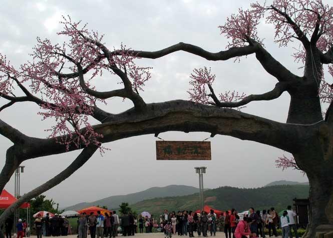 櫻桃溝景區(qū)，探秘自然與文化的魅力，究竟好玩嗎？，櫻桃溝景區(qū)，自然與文化魅力探秘，究竟樂(lè)趣無(wú)窮？