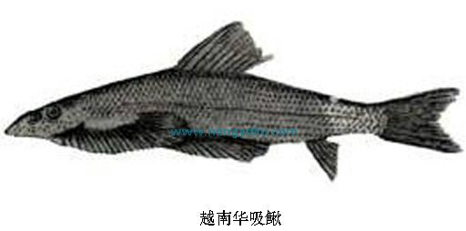 視合魚區(qū)殲?zāi)喜筋I(lǐng)，深度解析與前瞻，視合魚區(qū)殲?zāi)喜筋I(lǐng)，深度解析與趨勢展望