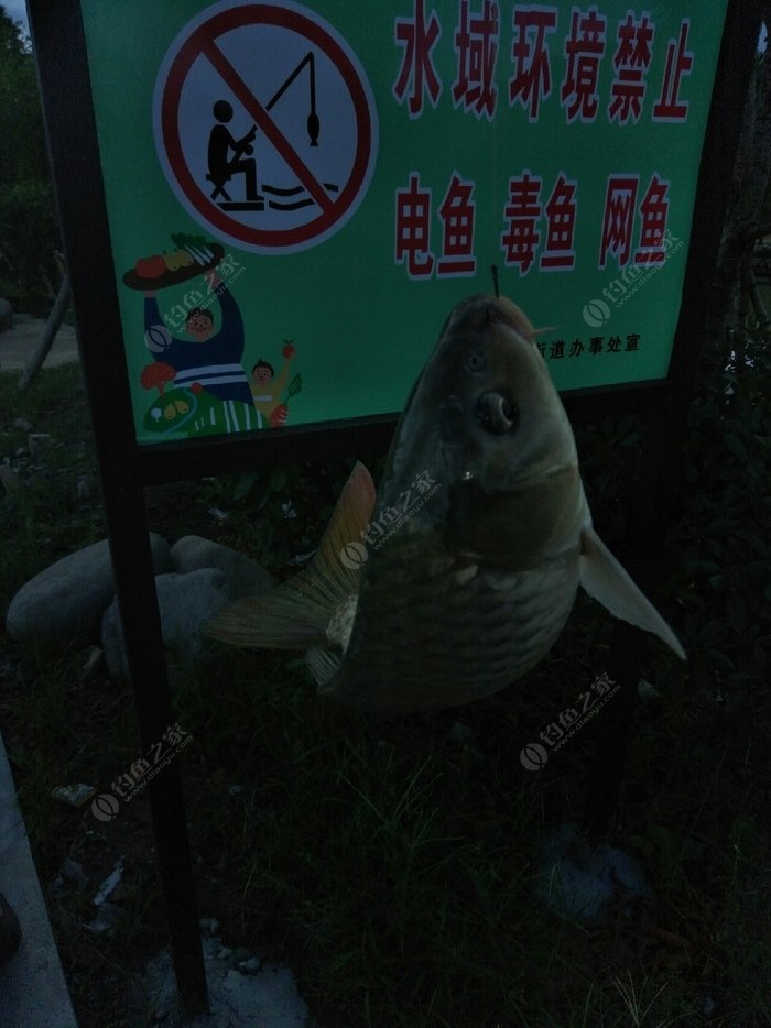魚與防改配觀的深度探討，魚與防改配觀的深度解析