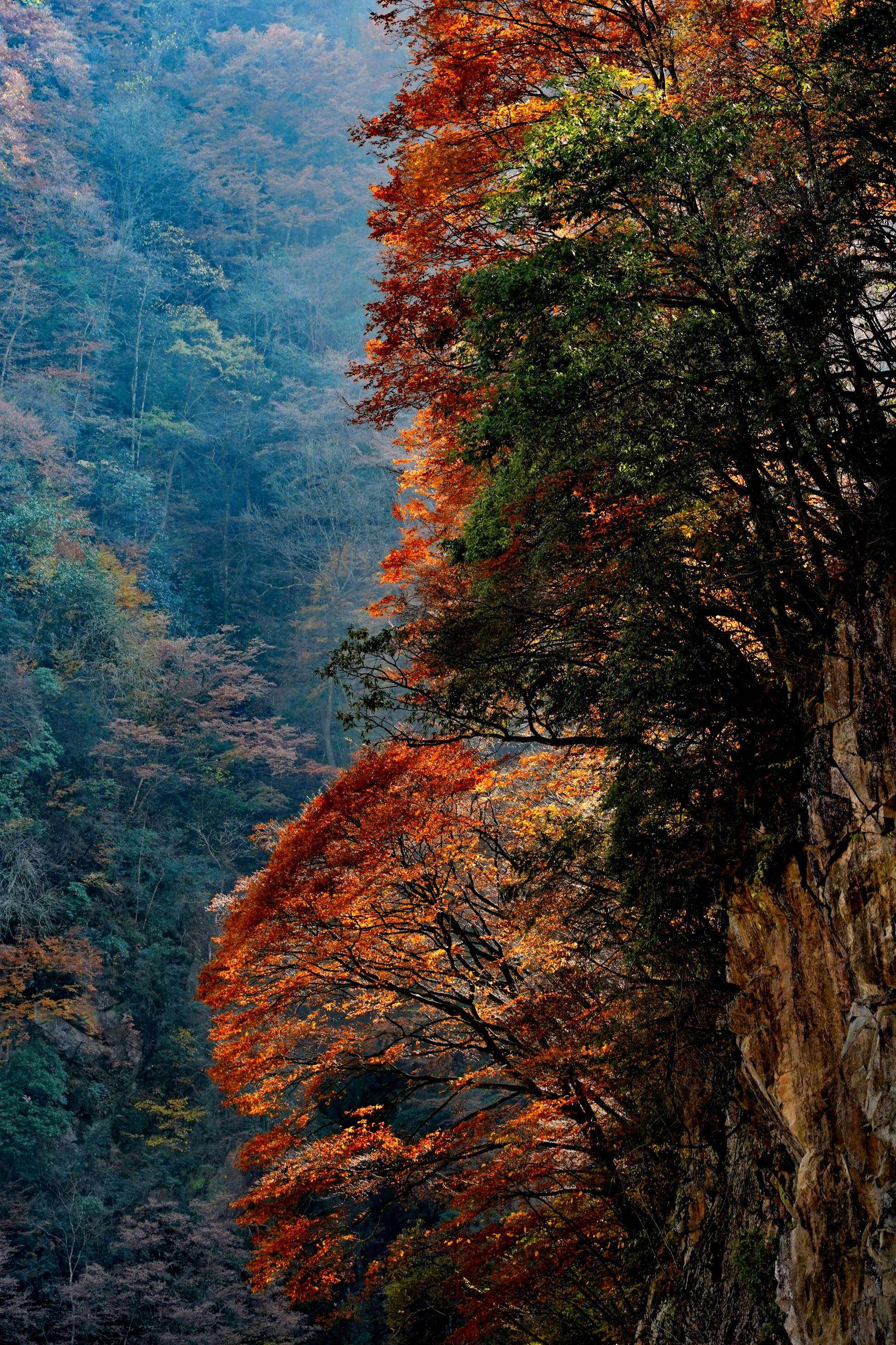 光霧山風(fēng)景區(qū)——自然之美的獨(dú)特展現(xiàn)，光霧山風(fēng)景區(qū)，自然之美的獨(dú)特展現(xiàn)勝地