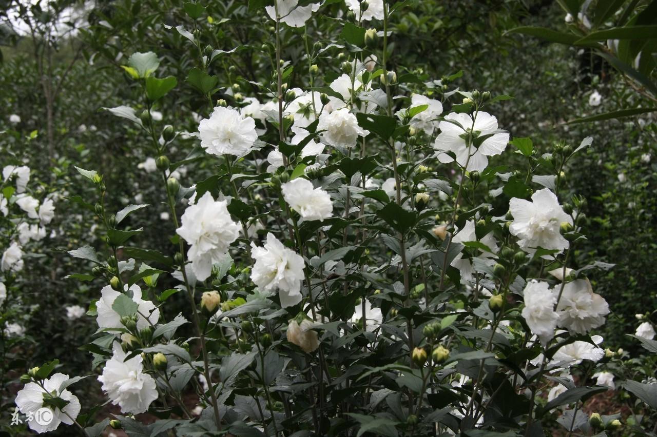 關(guān)于野花韓國視頻觀看免費高清8的探討，野花韓國視頻免費高清觀看探討，高清畫質(zhì)下的文化體驗與分享