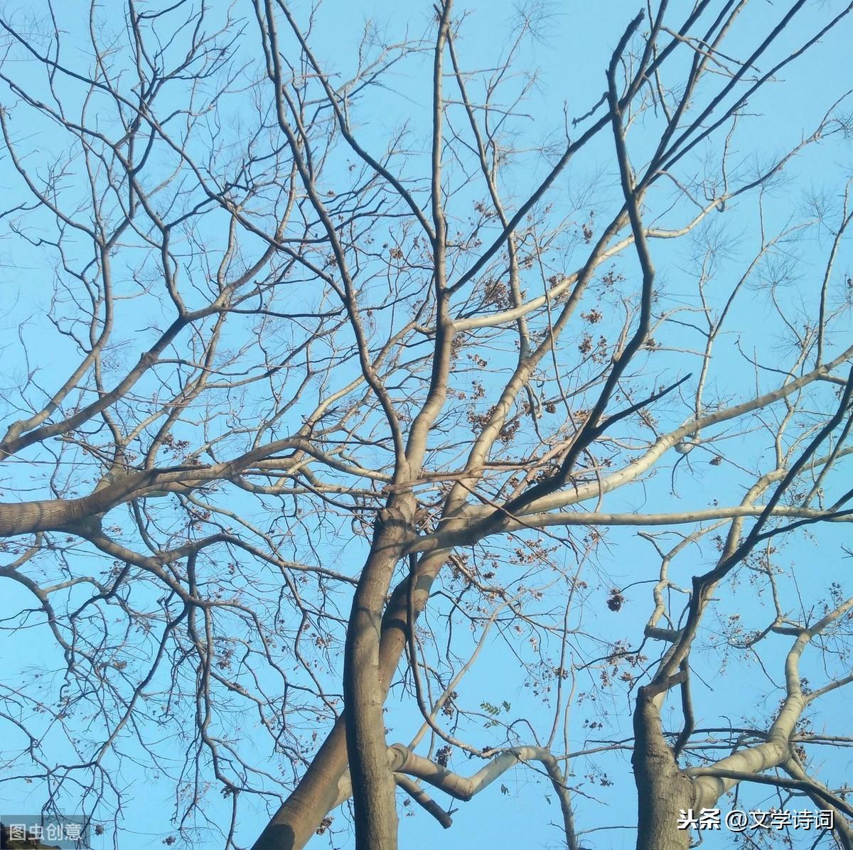 秋葉飄零