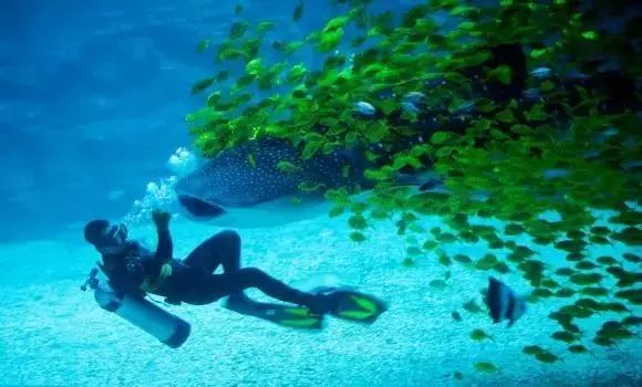 上海海洋海昌海洋公園，探秘奇妙的海洋世界，探秘上海海洋海昌海洋公園的奇妙海洋世界