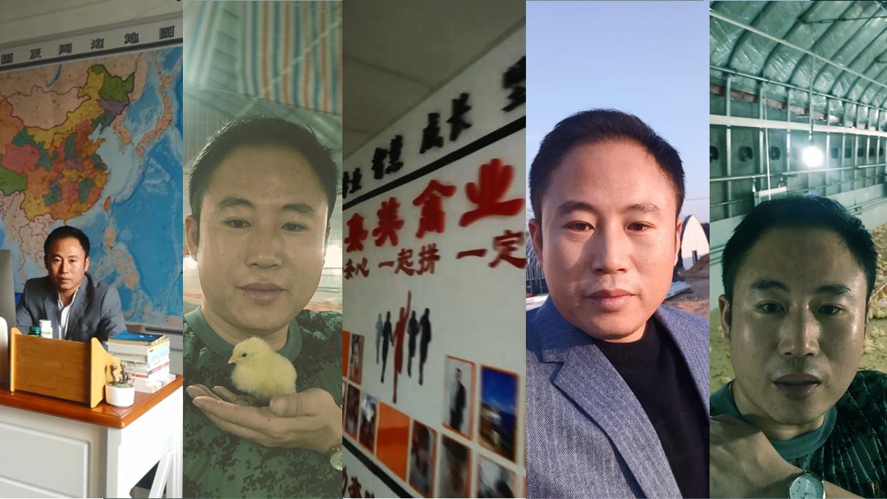 麻雞價格行情今日報價及市場分析，麻雞今日價格行情及市場分析