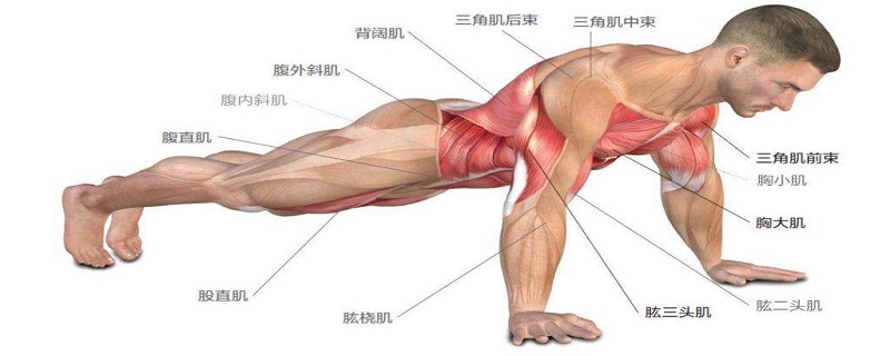俯臥撐能否幫助塑造腹肌，深度探討與科學(xué)解析，俯臥撐與腹肌塑造，深度探討及科學(xué)解析