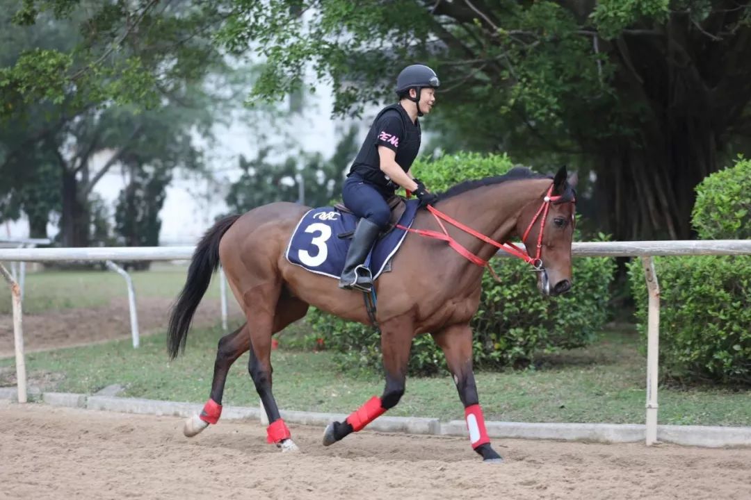 澳門賽馬會，歷史、文化與激情的交融，澳門賽馬會，歷史、文化與激情的盛會