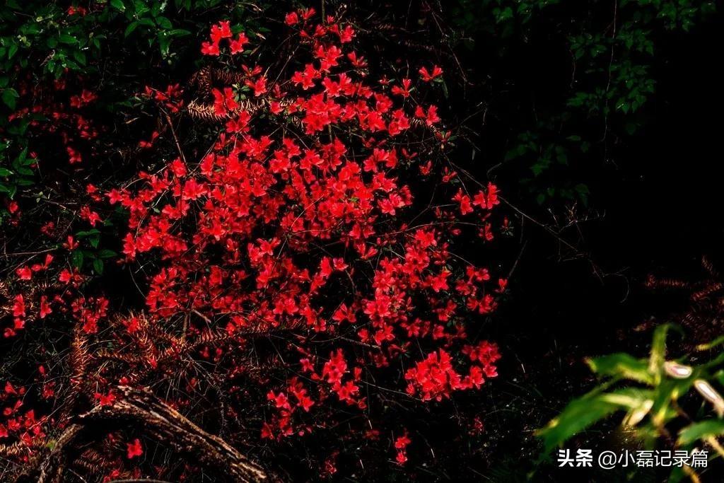 中國(guó)歷史上的十大將軍縣及其輝煌貢獻(xiàn)，中國(guó)十大將軍縣的輝煌歷史與貢獻(xiàn)