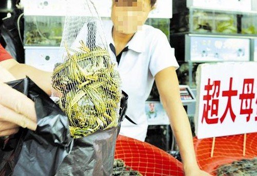 華南海鮮市場老板揭秘，一位成功企業(yè)家的傳奇故事，華南海鮮市場老板傳奇，企業(yè)家成功之路揭秘