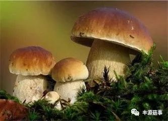 集團(tuán)菌，一種不容忽視的微生物，集團(tuán)菌，不容忽視的微生物探究