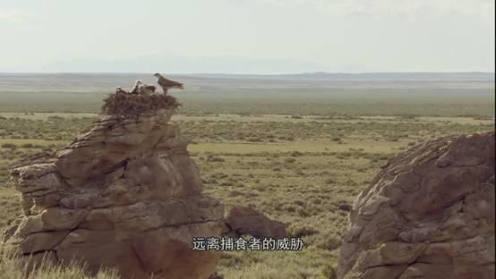 全球鷹與捕食者，天空中的觀(guān)察者與獵手，全球鷹與捕食者，天空中的觀(guān)察者與獵手對(duì)決