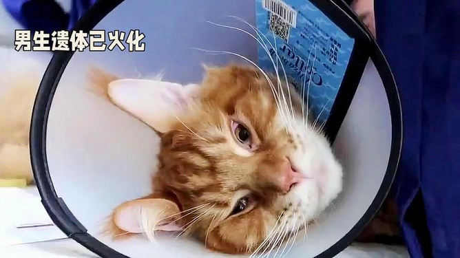 胖貓?zhí)录钚孪?，胖貓?zhí)录钚逻M(jìn)展報道