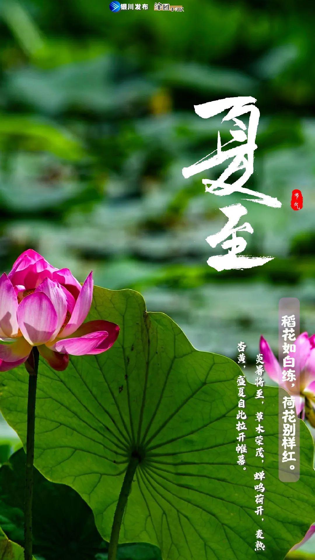 今天夏至，探尋夏日的韻律與生活的色彩，夏至探尋，夏日韻律與生活色彩絢爛綻放
