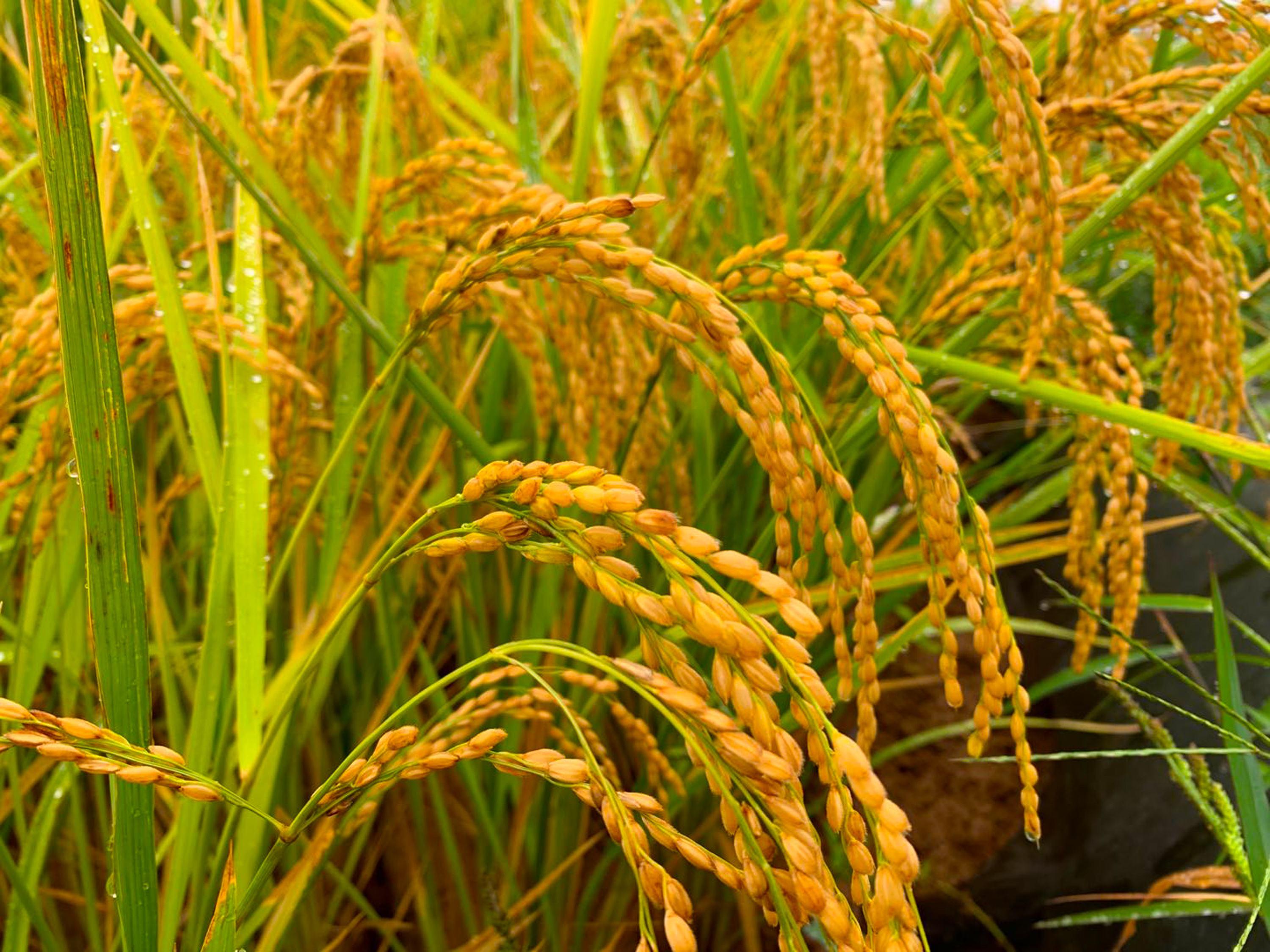 殲八戰(zhàn)斗機(jī)產(chǎn)量研究，歷史與現(xiàn)狀的探討，殲八戰(zhàn)斗機(jī)產(chǎn)量研究，歷史產(chǎn)量與當(dāng)前狀況的深入探究