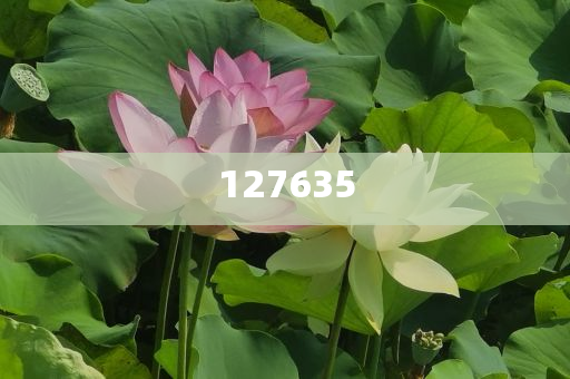 探索精準(zhǔn)新傳真，數(shù)字組合的魅力與重要性，數(shù)字組合的魅力與重要性，精準(zhǔn)新傳真探索之旅