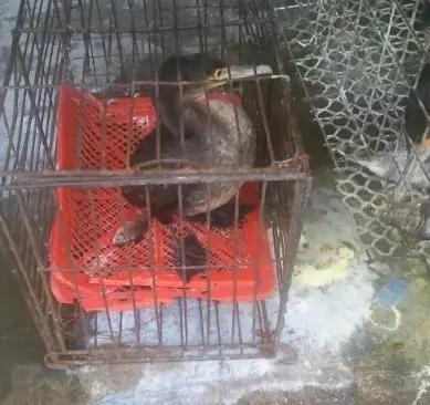 華南海鮮市場女老板