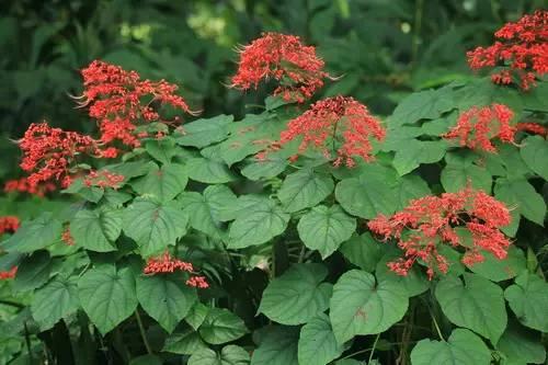 狀元紅資料免費大全，探索與啟示，狀元紅資料免費大全，探索與啟示之旅