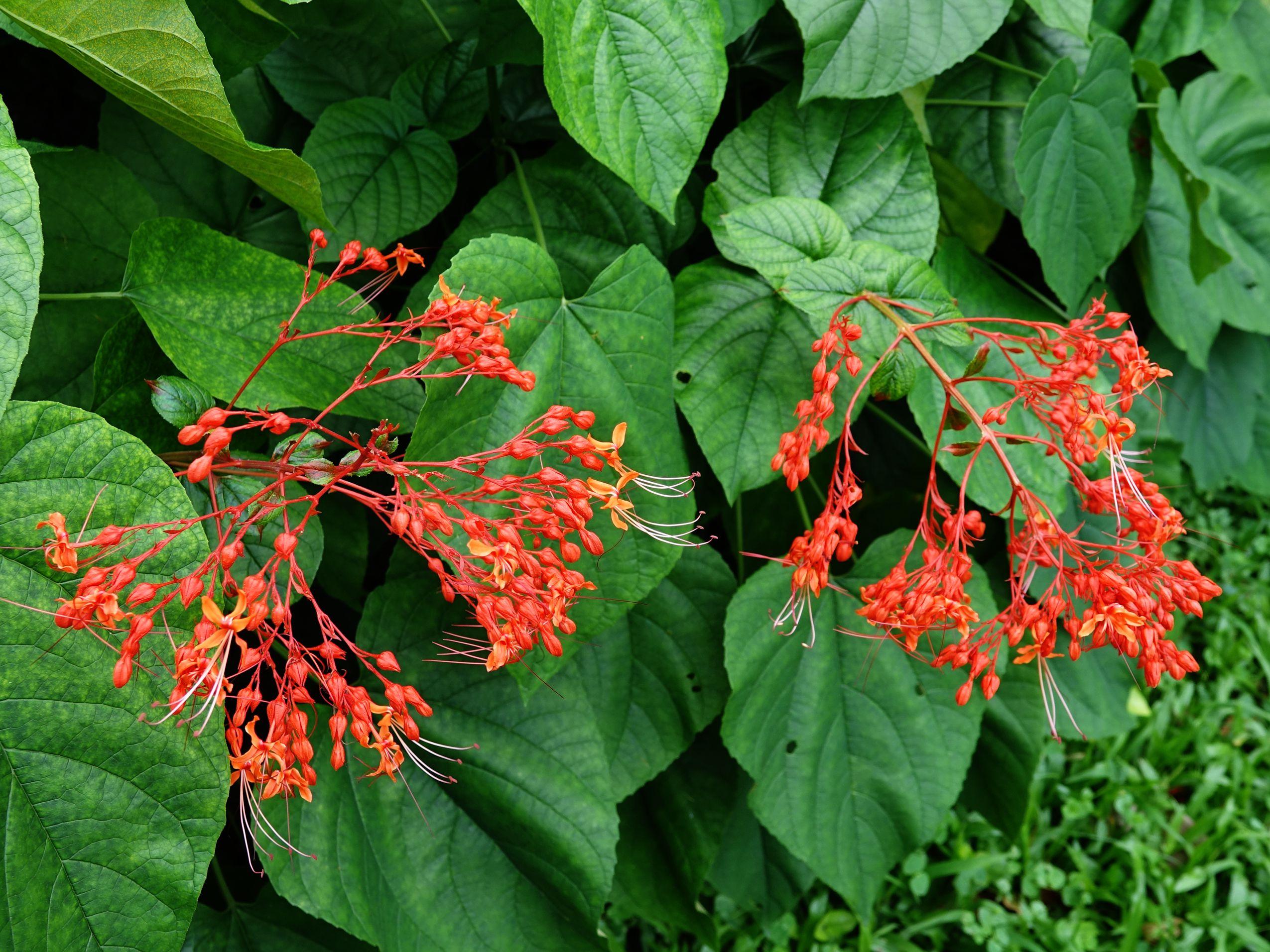 狀元紅資料免費(fèi)大全，探索與分享，狀元紅資料大全，探索與分享的免費(fèi)寶庫