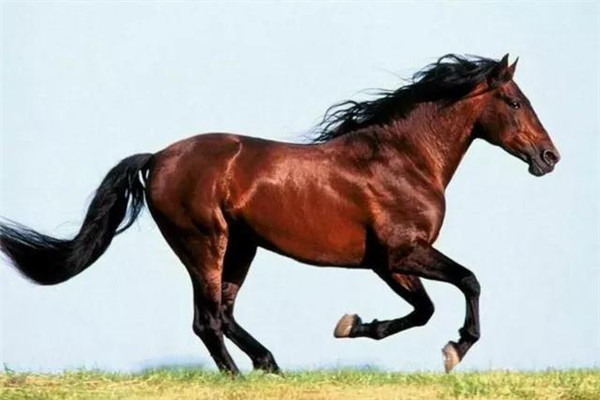關(guān)于澳門特馬四不像的探討與解析，澳門特馬四不像深度探討與解析