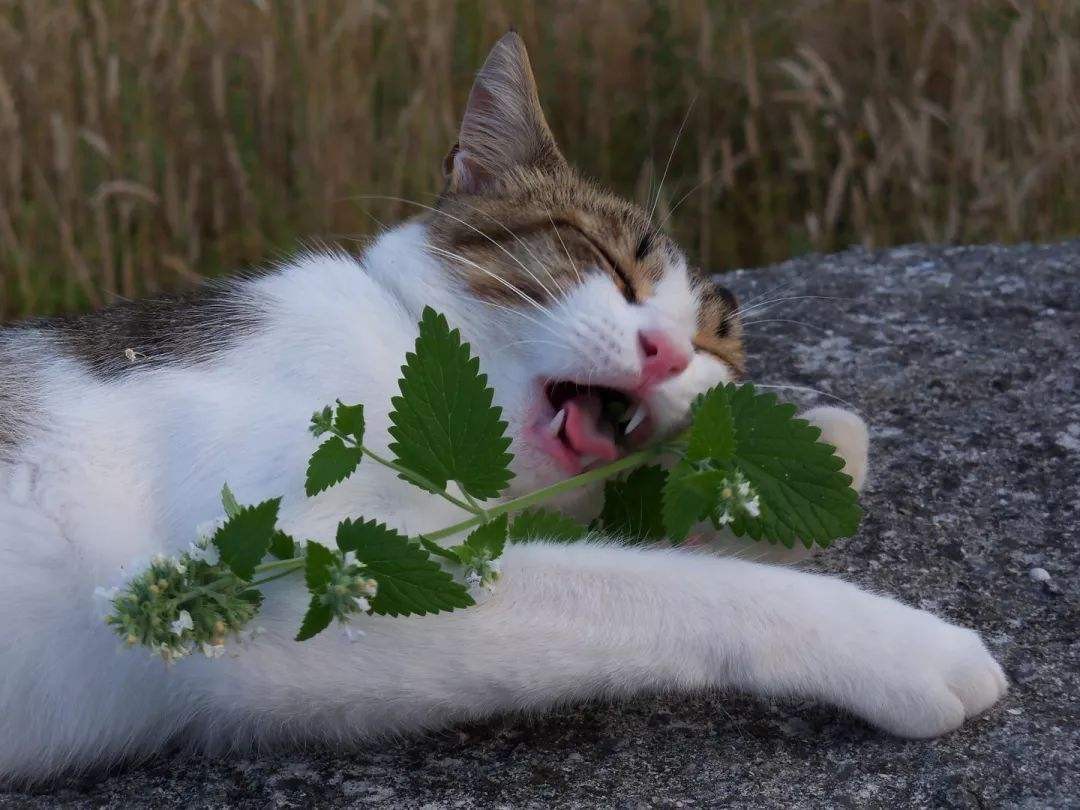 鼎盛軍事論壇中的吃薄荷的貓，探索軍事領(lǐng)域的獨特視角與智慧洞察，鼎盛軍事論壇中的吃薄荷的貓，軍事領(lǐng)域的獨特視角與智慧洞察解析