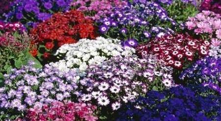 揭秘神秘的管家婆鳳凰，數(shù)字背后的故事與傳奇，揭秘神秘的管家婆鳳凰，數(shù)字背后的傳奇故事