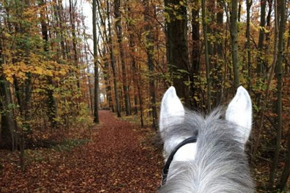 劉伯溫四肖選一肖