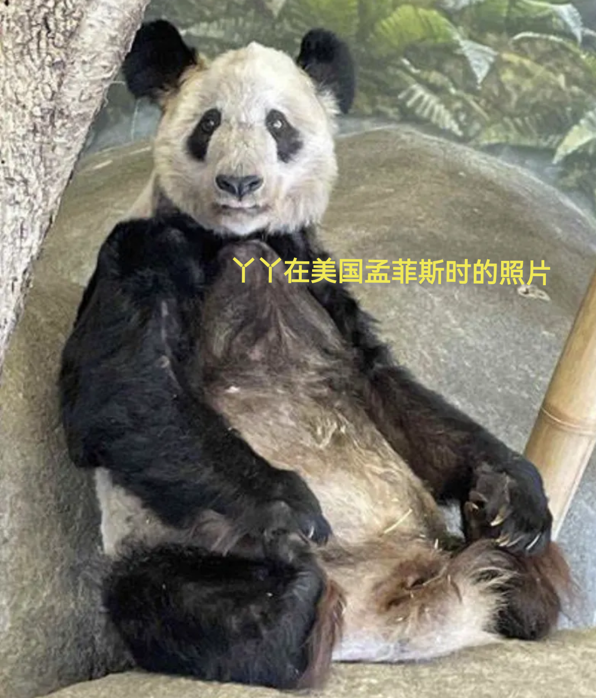 最新消息揭秘，熊貓丫丫是否已經(jīng)回國(guó)？，熊貓丫丫最新消息，是否已回國(guó)揭曉？