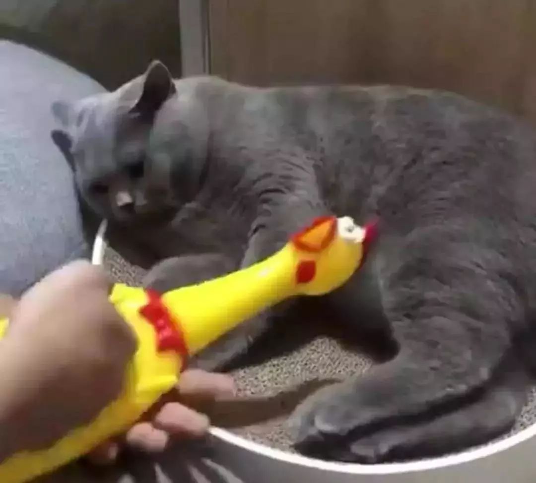 今天也要加油鴨，電腦壁紙的力量與生活的熱情，電腦壁紙激發(fā)的生活熱情，每日加油的勵志力量